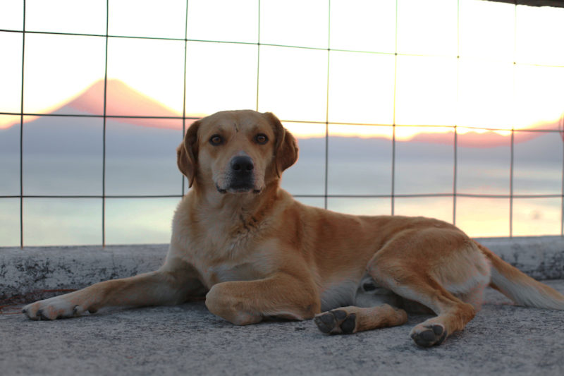 puppy-lake-atitlan-sunset