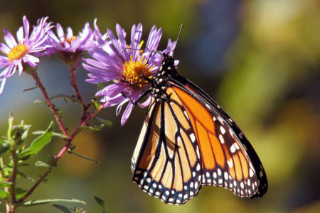 Butterflies-Lake-Atitlan-Guatemala