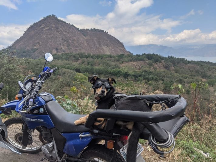 Lily the adventure dog from Guate Adventure travel blog, enjoying the ride around Lake Atitlan on a motorcycle... a great adventure activity to get your adrenaline pumping.