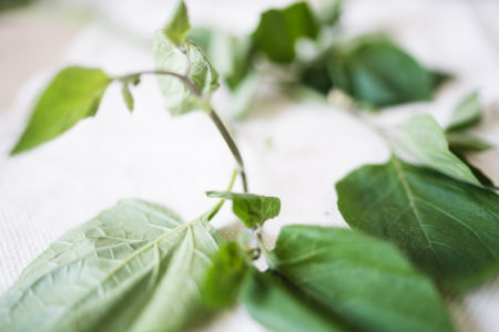 Macuy, also known as quilete and hierba mora is a nuritious herb often used in Guatemalan cooking